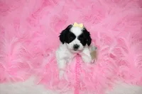 Maltipoo Female Puppy, a female Maltipoo for sale in Sparta, TN – 1 of 4