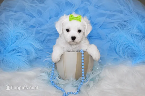 Maltipoo Male Puppy – Maltipoo puppy for sale in Sparta, TN