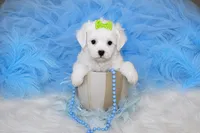 Maltipoo Male Puppy, a male Maltipoo for sale in Sparta, TN – 1 of 4