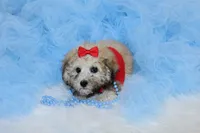 Maltipoo Male Puppy, a male Maltipoo for sale in Sparta, TN – 4 of 4