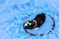 Malti-tzu Male Puppy, a male Mal Shi for sale in Sparta, TN – 2 of 2