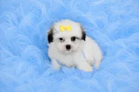 Malti-tzu Male Puppy, a male Mal Shi for sale in Sparta, TN – 2 of 4
