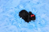 Morkie Male Puppy, a male Morkie for sale in Sparta, TN – 3 of 4