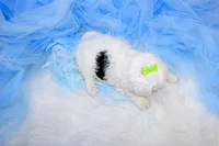 Maltipoo Male Puppy, a male Maltipoo for sale in Sparta, TN – 3 of 4