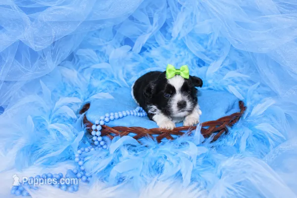 Malti-tzu Male Puppy – Mal Shi puppy for sale in Sparta, TN