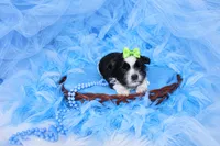 Malti-tzu Male Puppy, a male Mal Shi for sale in Sparta, TN – 1 of 2