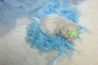 Malti-tzu Male Puppies, a male Mal Shi for sale in Sparta, TN – Photo 6 of 6