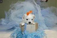 Malti-tzu Male Puppies, a male Mal Shi for sale in Sparta, TN – Photo 2 of 6