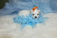 Malti-tzu Male Puppies, a male Mal Shi for sale in Sparta, TN – Photo 3 of 6