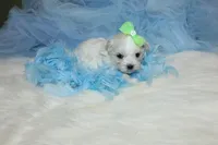 Malti-tzu Male Puppies, a male Mal Shi for sale in Sparta, TN – Photo 4 of 6
