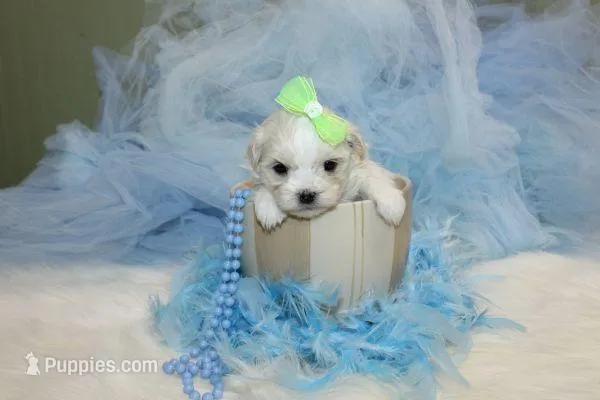 Malti-tzu Male Puppies, a male Mal Shi for sale in Sparta, TN – Photo 1 of 6