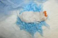 Malti-tzu Male Puppies, a male Mal Shi for sale in Sparta, TN – Photo 5 of 6