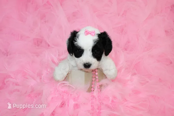 Maltipoo Female Puppy – Maltipoo puppy for sale in Sparta, TN