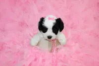Maltipoo Female Puppy, a female Maltipoo for sale in Sparta, TN – 1 of 4