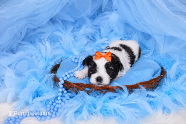 Malti-tzu Male Puppy – Mal Shi puppy for sale in Sparta, TN