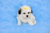 Malti-tzu Male Puppy, a male Mal Shi for sale in Sparta, TN – 3 of 4