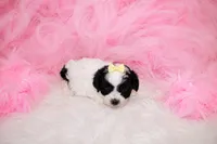 Maltipoo Female Puppy, a female Maltipoo for sale in Sparta, TN – 2 of 4
