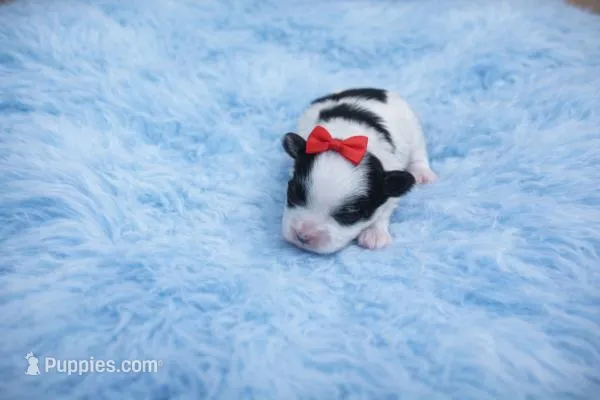 Maltipoo Male Puppy – Maltipoo puppy for sale in Sparta, TN