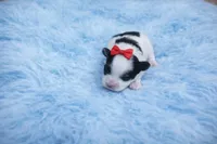 Maltipoo Male Puppy, a male Maltipoo for sale in Sparta, TN – Photo 1 of 2