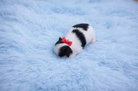 Maltipoo Male Puppy, a male Maltipoo for sale in Sparta, TN – Photo 2 of 2