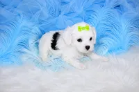 Maltipoo Male Puppy, a male Maltipoo for sale in Sparta, TN – 4 of 4