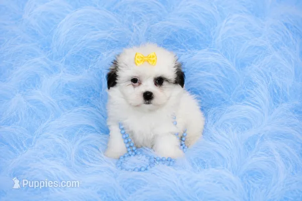 Malti-tzu Male Puppy – Mal Shi puppy for sale in Sparta, TN