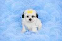 Malti-tzu Male Puppy, a male Mal Shi for sale in Sparta, TN – 1 of 4