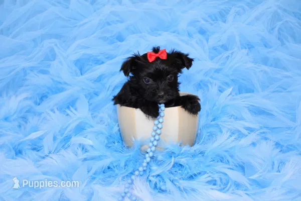 Morkie Male Puppy – Morkie puppy for sale in Sparta, TN