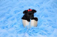 Morkie Male Puppy, a male Morkie for sale in Sparta, TN – 1 of 4