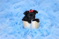 Morkie Male Puppy, a male Morkie for sale in Sparta, TN – 2 of 4