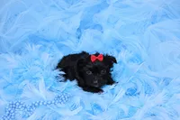 Morkie Male Puppy, a male Morkie for sale in Sparta, TN – 4 of 4