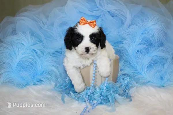 Maltipoo Male Puppy – Maltipoo puppy for sale in Sparta, TN