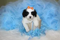 Maltipoo Male Puppy, a male Maltipoo for sale in Sparta, TN – 1 of 4