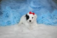 Maltipoo Male Puppy, a male Maltipoo for sale in Sparta, TN – 3 of 4