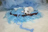 Maltese Male Puppies, a male Maltese for sale in Sparta, TN – Photo 3 of 10