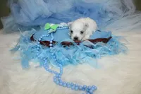 Maltese Male Puppies, a male Maltese for sale in Sparta, TN – Photo 2 of 10