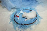 Maltese Male Puppies, a male Maltese for sale in Sparta, TN – Photo 6 of 10