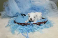 Maltese Male Puppies, a male Maltese for sale in Sparta, TN – Photo 9 of 10