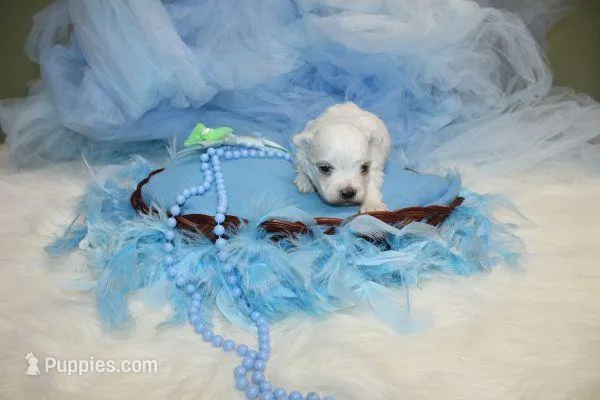 Maltese Male Puppies, a male Maltese for sale in Sparta, TN – Photo 1 of 10