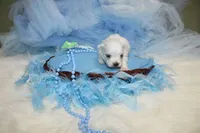 Maltese Male Puppies, a male Maltese for sale in Sparta, TN – Photo 1 of 10