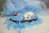 Maltese Male Puppies, a male Maltese for sale in Sparta, TN – Photo 5 of 10