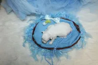 Maltese Male Puppies, a male Maltese for sale in Sparta, TN – Photo 8 of 10