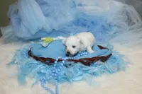 Maltese Male Puppies, a male Maltese for sale in Sparta, TN – Photo 7 of 10