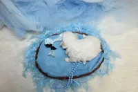 Maltese Male Puppies, a male Maltese for sale in Sparta, TN – Photo 10 of 10