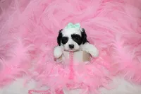 Maltipoo Female Puppy, a female Maltipoo for sale in Sparta, TN – 3 of 4