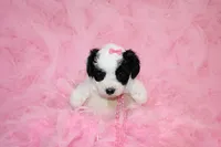 Maltipoo Female Puppy, a female Maltipoo for sale in Sparta, TN – 3 of 4