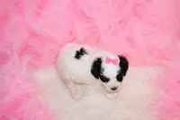 Maltipoo Female Puppy, a female Maltipoo for sale in Sparta, TN – 4 of 4