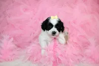 Maltipoo Female Puppy, a female Maltipoo for sale in Sparta, TN – 3 of 4