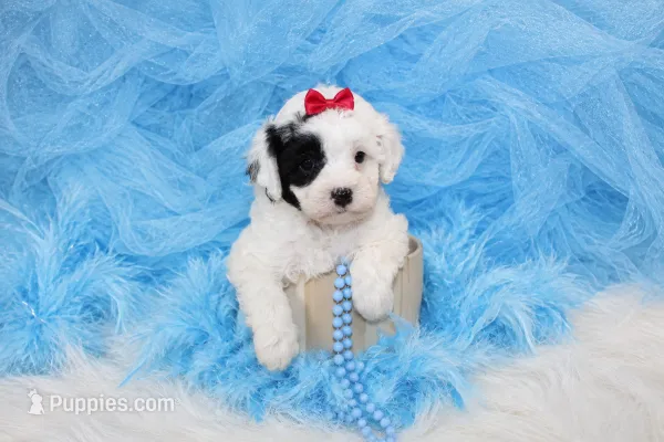 Maltipoo Male Puppy – Maltipoo puppy for sale in Sparta, TN