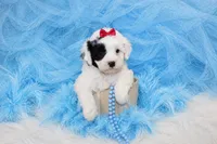 Maltipoo Male Puppy, a male Maltipoo for sale in Sparta, TN – 1 of 4